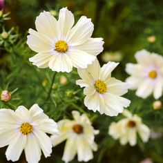 several white flowers with yellow centers in a garden