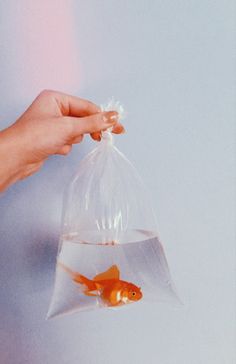 a goldfish in a clear plastic bag being held by a hand