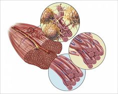 an image of the inside of a human body