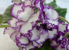 a purple and white flower with green leaves