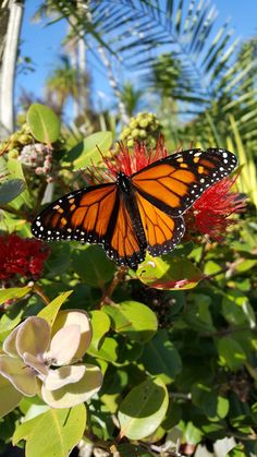 a butterfly sitting on top of a red flower next to some green leaves and flowers