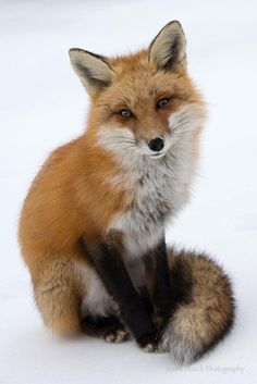 a close up of a fox sitting in the snow