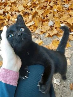 a person holding a black cat up to their face with leaves on the ground in the background