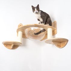 a cat sitting on top of a wooden shelf