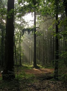 the sun is shining through the trees in the forest