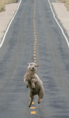 a sheep jumping up in the air on an empty road with yellow lines painted on it