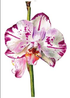 a pink and white flower with spots on it's petals is shown against a white background