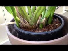 a potted plant with green leaves in it