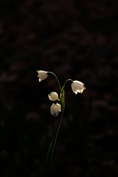 three white flowers with long stems in the dark