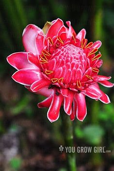 a red flower with yellow stamens on it