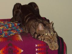 a cat laying on top of a colorful blanket