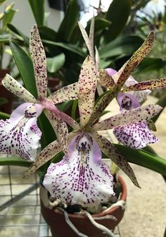 purple and white flowers are in a pot