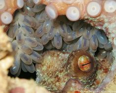 an octopus is hiding in the coral with its eyes open