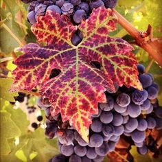 a bunch of grapes hanging from a vine with red and green leaves in the foreground