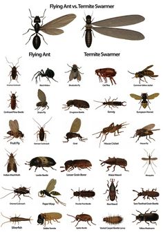 various types of bugs and insects on a white background with the words flying ants, termite