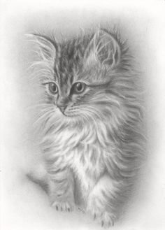 a pencil drawing of a kitten with blue eyes