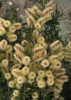 some very pretty yellow flowers by the rocks