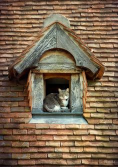 a cat sitting in a window on top of a brick building next to a roof