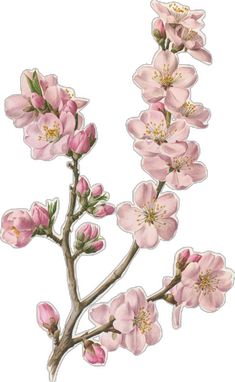 an illustration of pink flowers on a branch with green leaves and yellow stamens