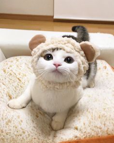 a cat wearing a sheep costume sitting on top of a piece of bread