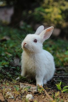 a small white rabbit sitting in the grass