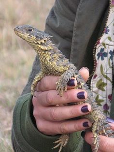 a woman holding a small lizard in her hands