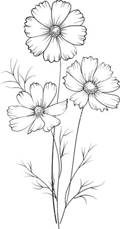 three daisies are shown in this black and white drawing, with the stems still attached