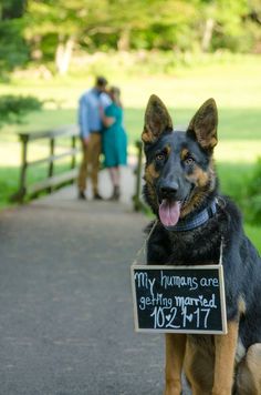 a german shepard dog holding a sign that says my humans are getting married