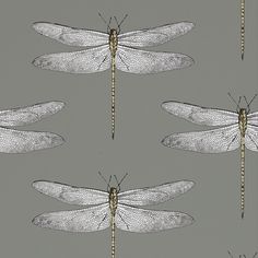 four dragonflies are shown on a gray background