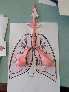 a paper cut out of the lungs on top of a piece of paper with scissors