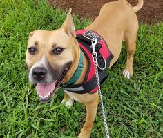 a brown dog wearing a red and black harness standing in the grass with its tongue out