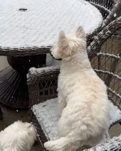 two small white dogs sitting on top of snow covered patio furniture and looking at each other