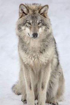 a wolf sitting in the snow looking at something