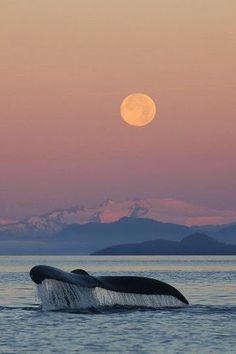 the tail of a humpback whale in front of a full moon