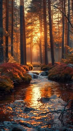 a stream running through a forest filled with trees