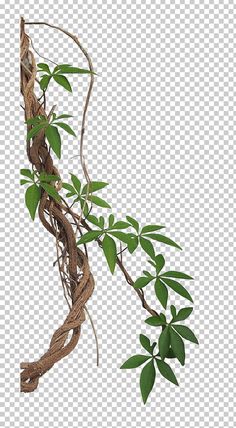 a vine with green leaves hanging from it's side, on a white background