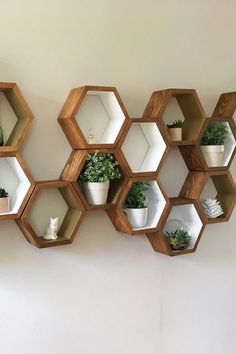 several hexagonal shelves with plants in them on the wall next to a white wall