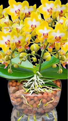 a vase filled with yellow and white flowers on top of a glass table next to rocks