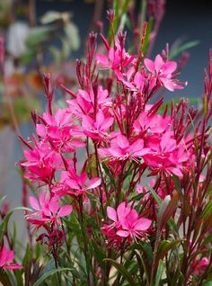 pink flowers are blooming in the garden