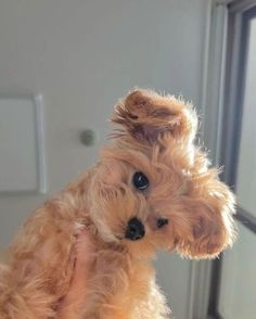 a small brown dog sitting on top of a wooden floor next to a window sill