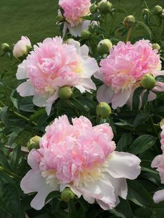 pink and white flowers are blooming in the garden