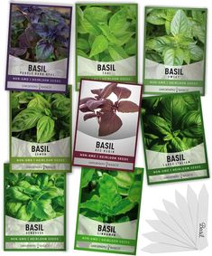 four different types of basil plants are shown