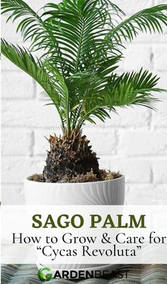 a potted plant with the words sago palm how to grow and care for cyca's revolution