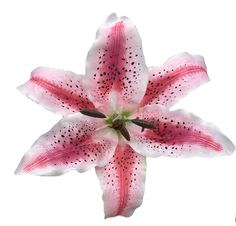 a pink and white flower with black spots on it's petals, in front of a white background