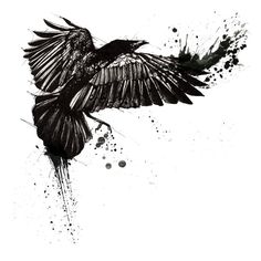 a black and white drawing of a bird with its wings spread out in the air