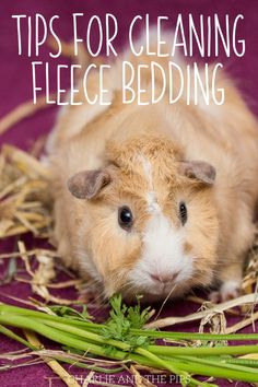 a brown and white hamster laying on top of hay with the words tips for cleaning fleece bedding