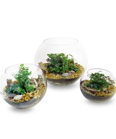 three glass bowls filled with plants and rocks