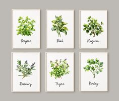 four different types of herbs are shown in this set of six prints, each with their own name