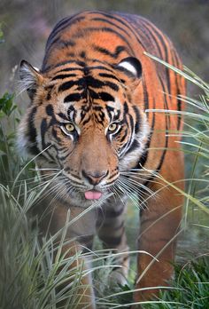 a tiger walking through tall grass with its mouth open