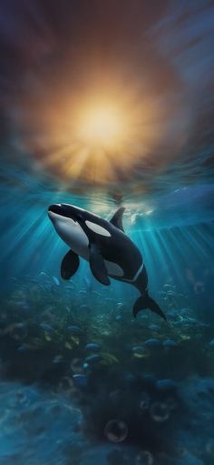 an orca whale swimming in the ocean with sunlight shining down on it's back